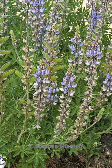 lupinus formosus var robustus 2 graphic